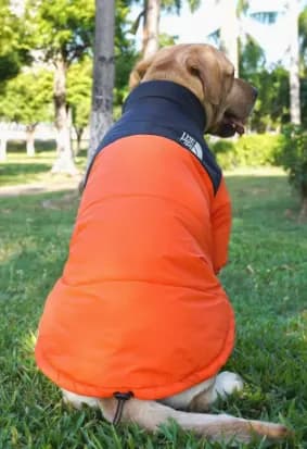 Dogface puffer — Accessories from Taobao
